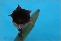 Huernia pendula 